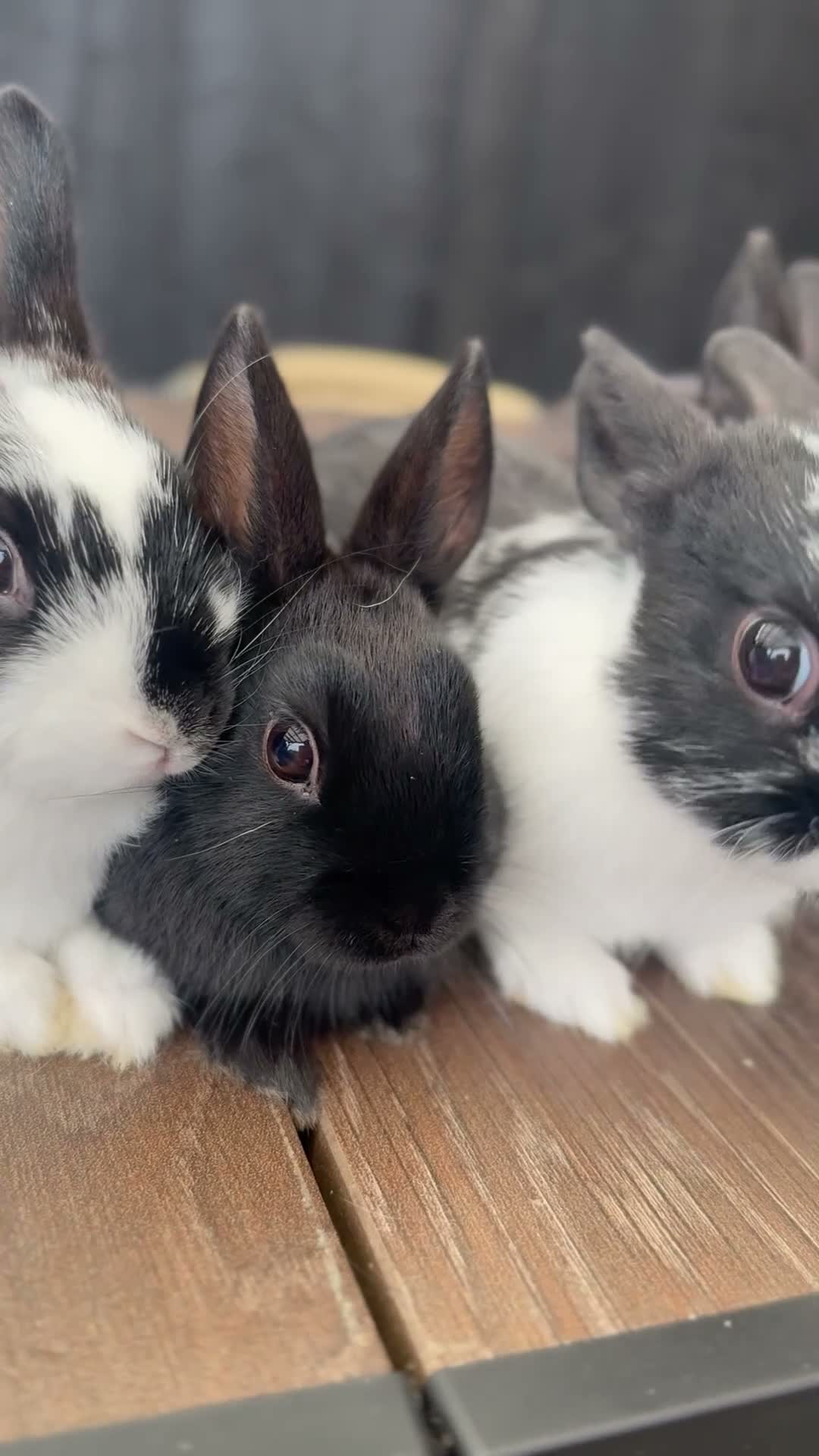 Netherland Dwarf rabbits for sale: 4 Adorable Dwarf Bunnies  - Video 1