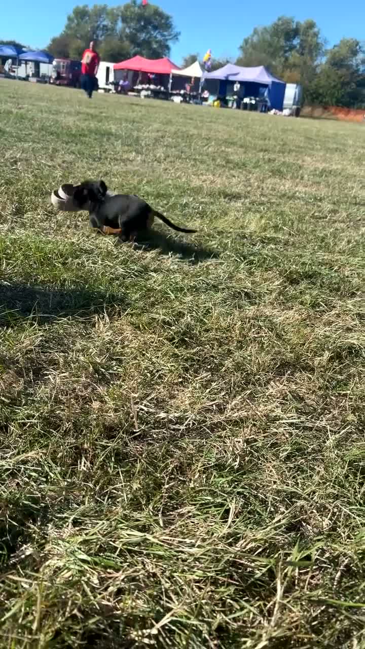 Dachshund dogs for sale: Female dachshund puppy  - Video 1
