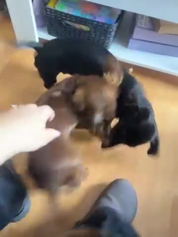 Miniature Dachshund dogs for sale: 1 year old miniature dapple long haired dashound in Newhaven - Video 2
