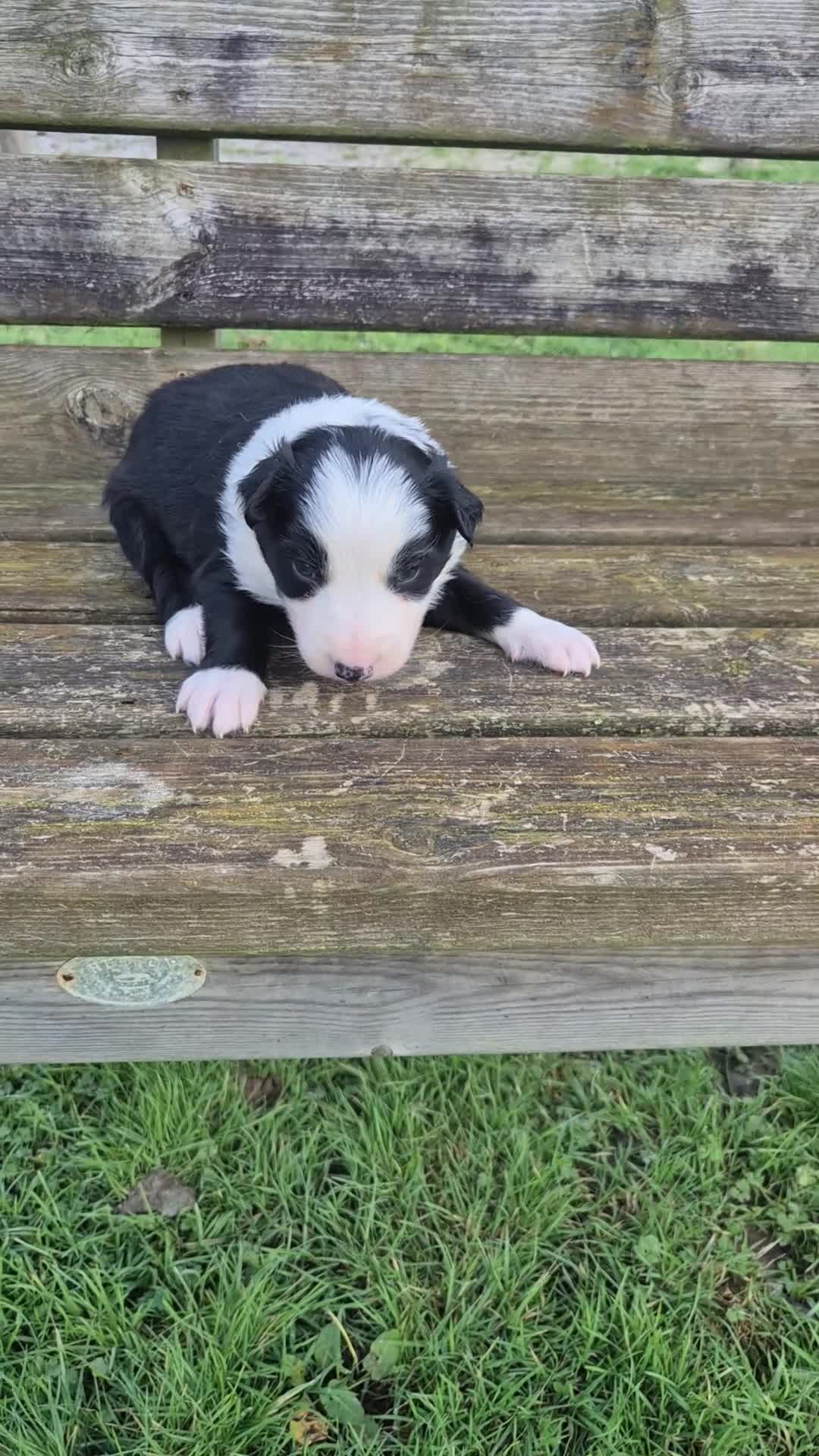 Border Collie dogs for sale: Border Collie Puppies - Video 1
