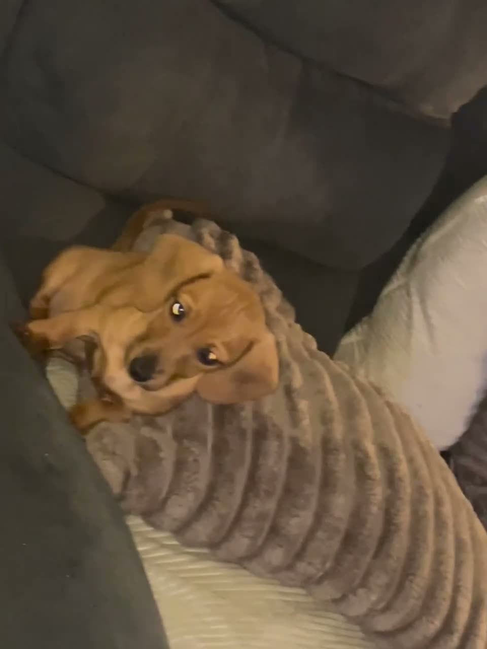 Dachshund dogs for sale: One girl left looking forever home  - Video 1
