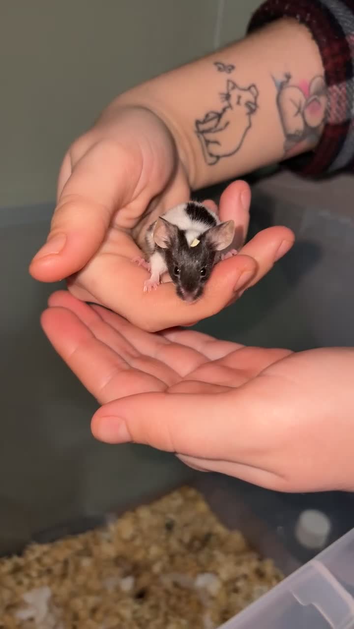 Mouse rodents for sale: Mixed fancy  mice - Video 2