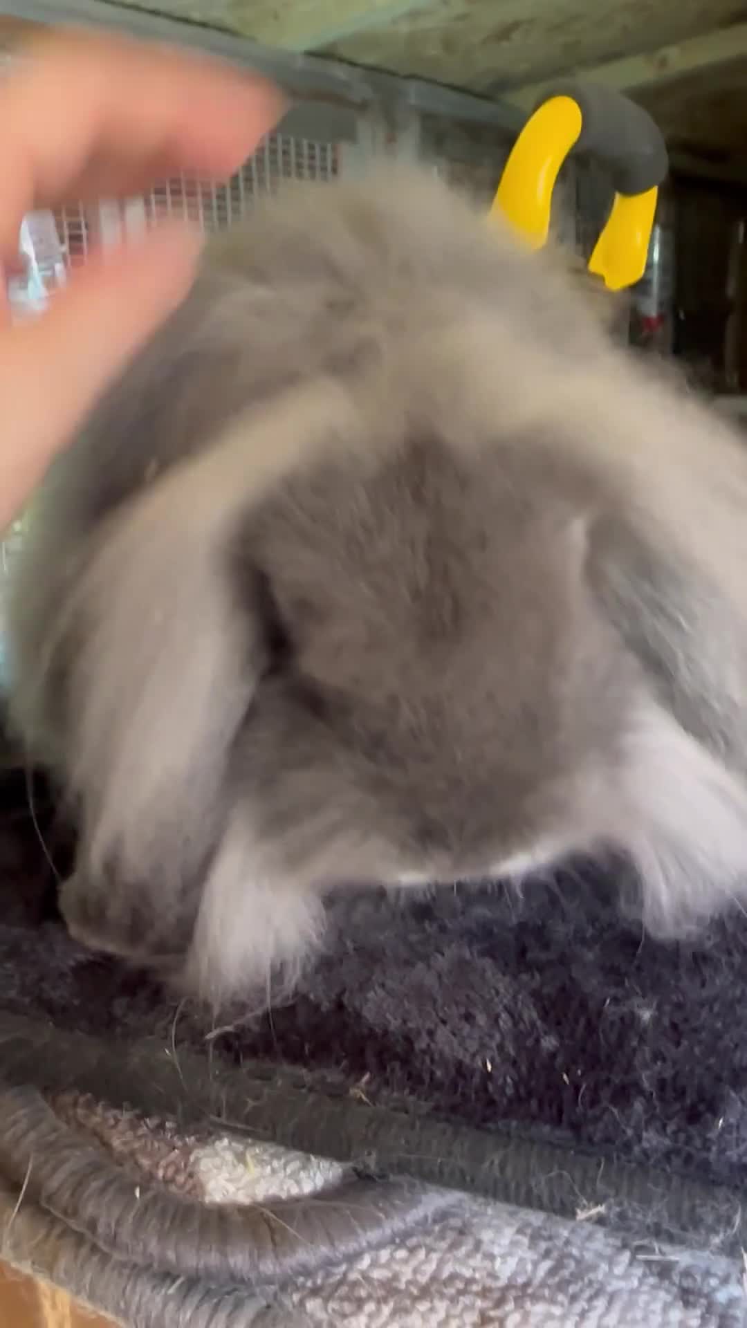 Mini Lop rabbits for sale: 2 Beautiful single mane boys  - Video 1