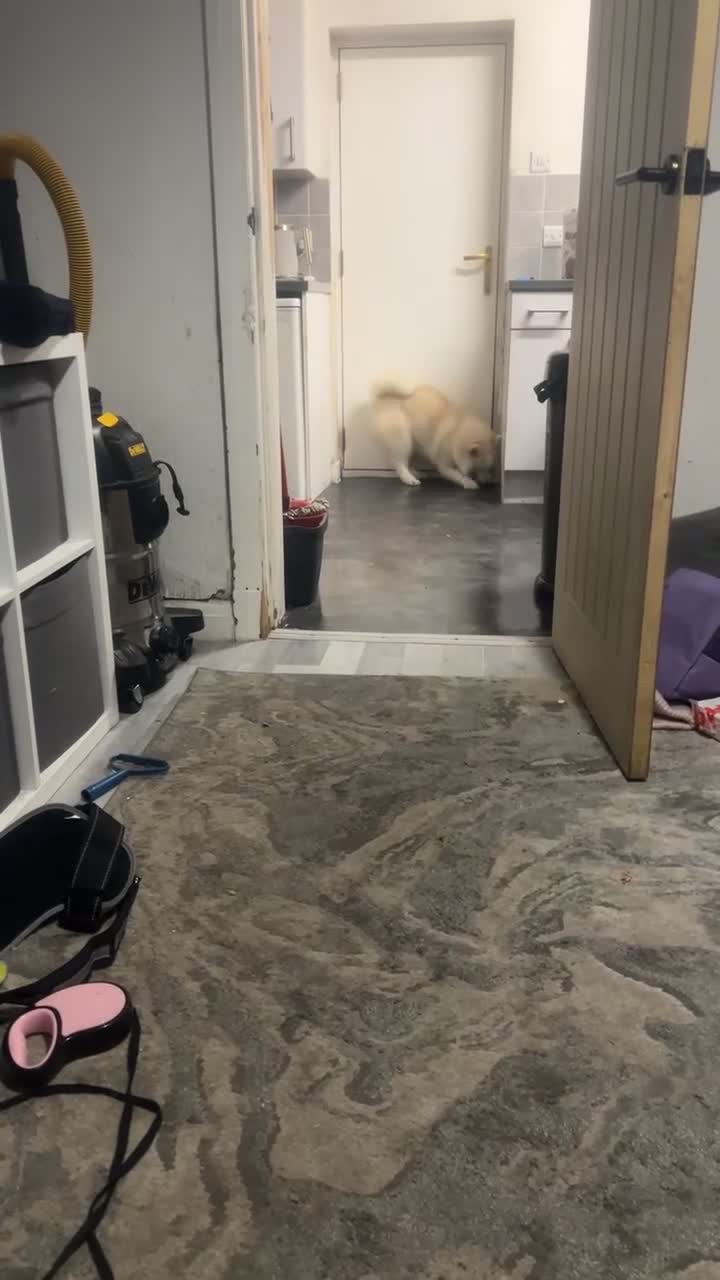 Pomsky dogs for sale: 8 month female pomski  - Video 2