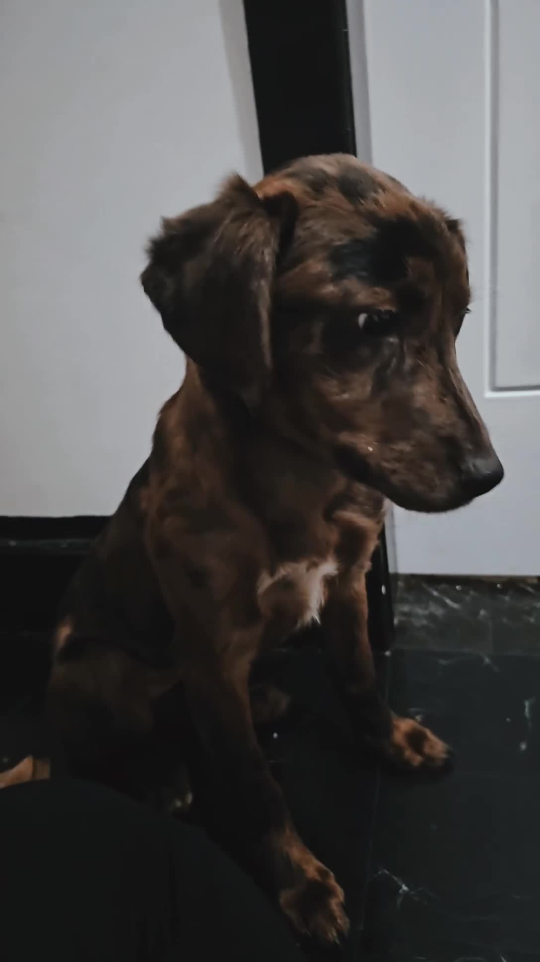 Mixed Breed dogs for sale: Sprocker Spaniel x Bull Lurcher - Video 1