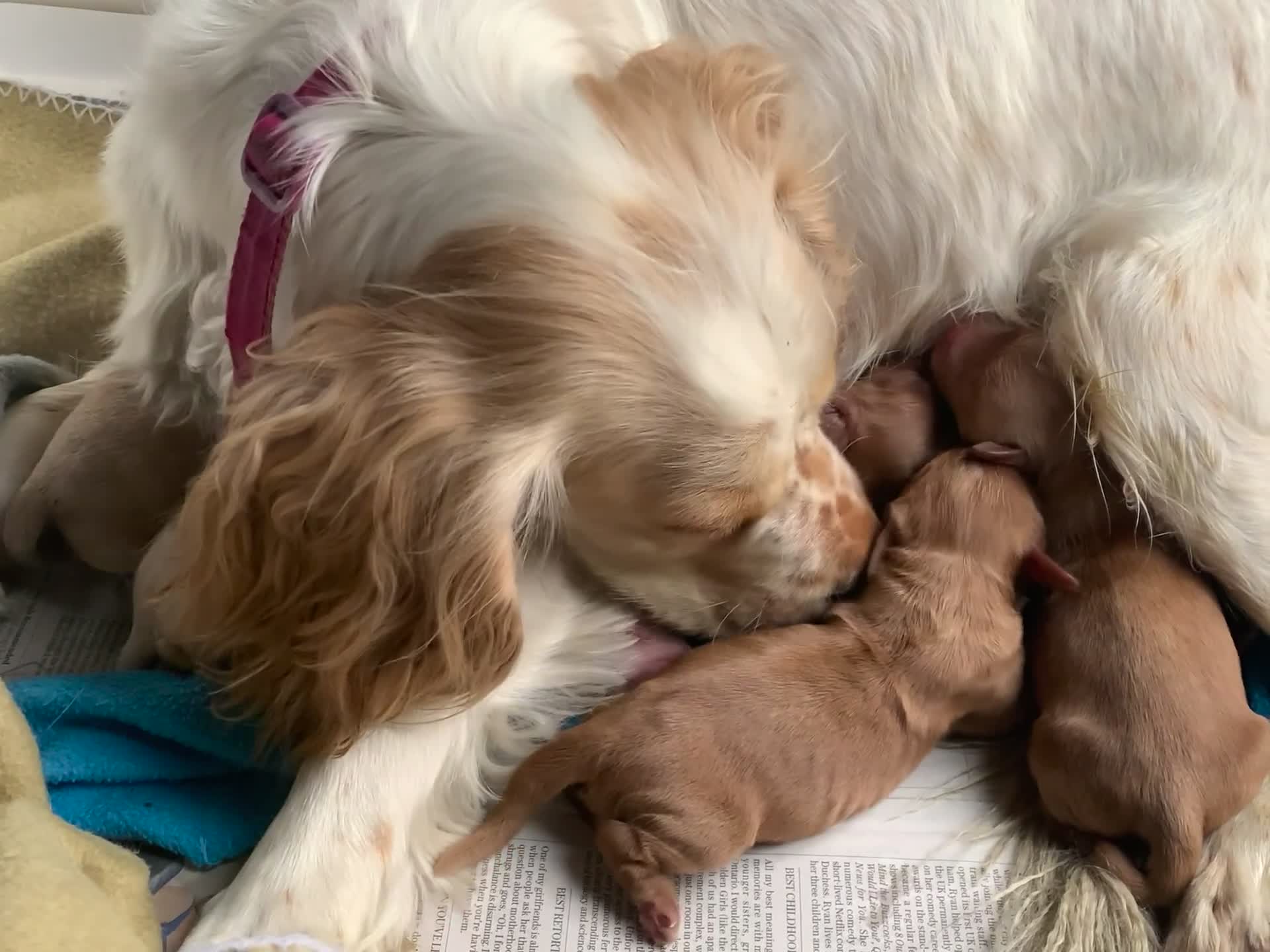 Cockapoo dogs for sale: Cockapoo puppies ready now!!! - Video 3
