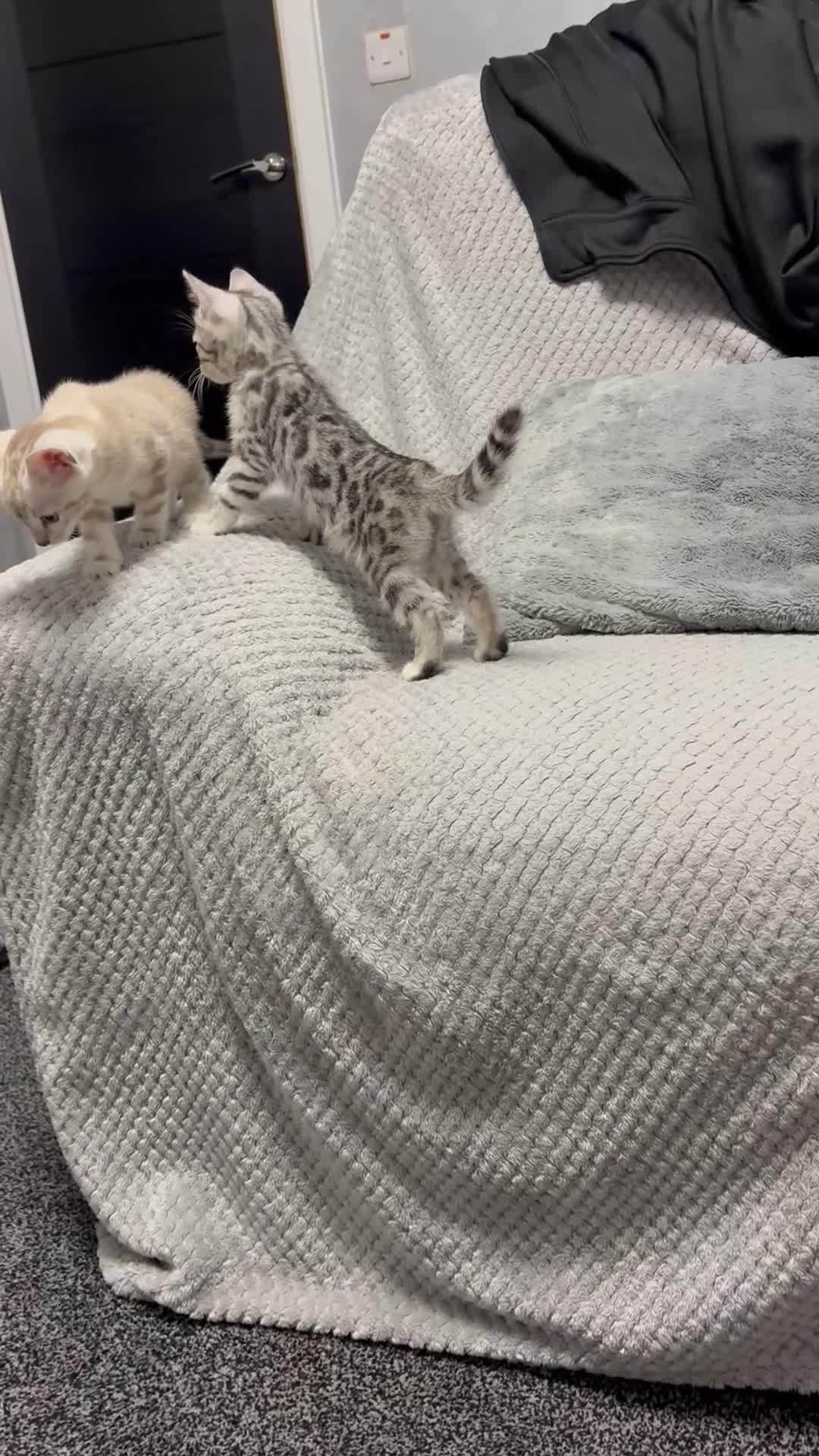 Bengal cats for sale: Bengal tiger kittens  - Video 1