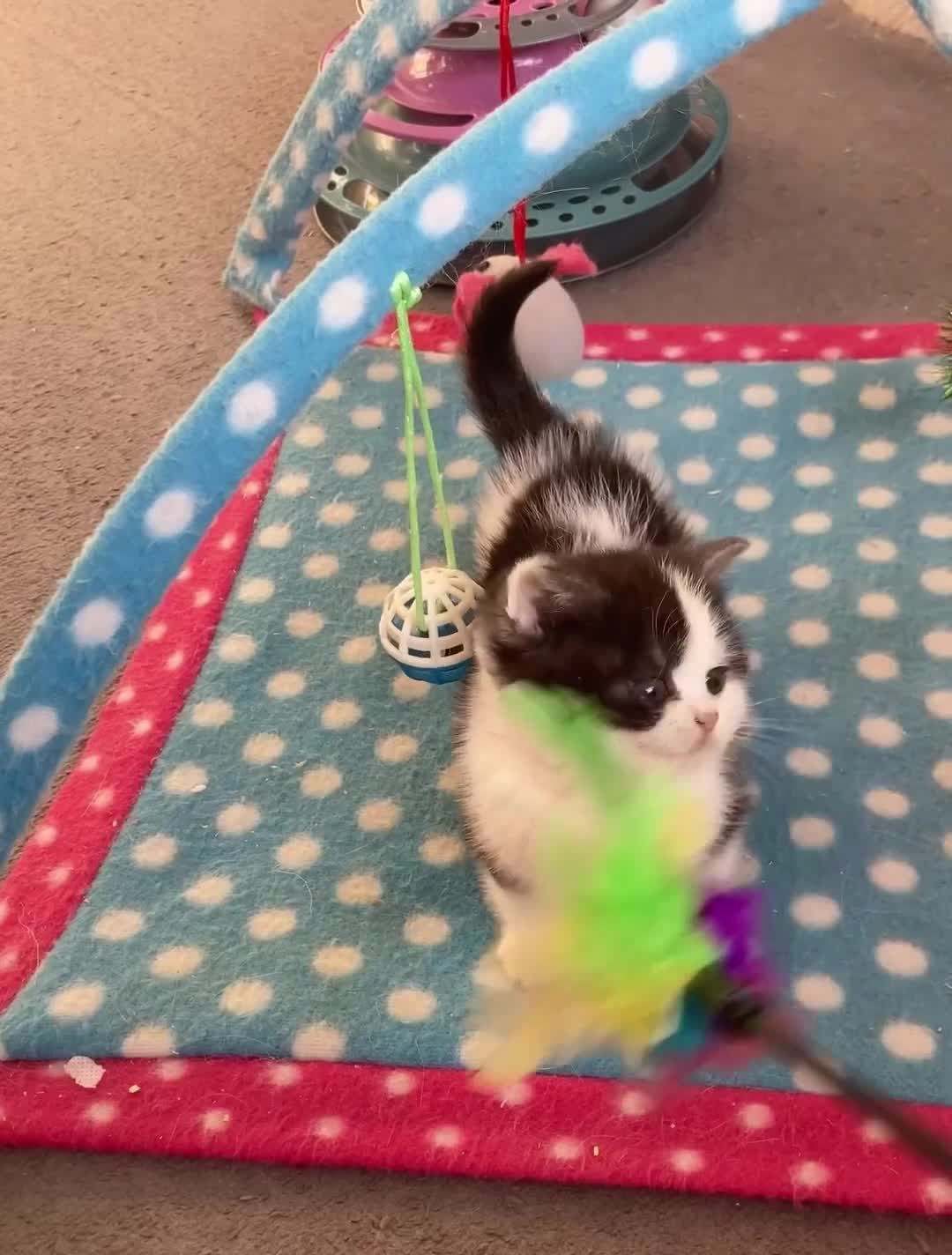 British Shorthair cats for sale: Gorgeous British Shorthairs TICA Registered - Video 1