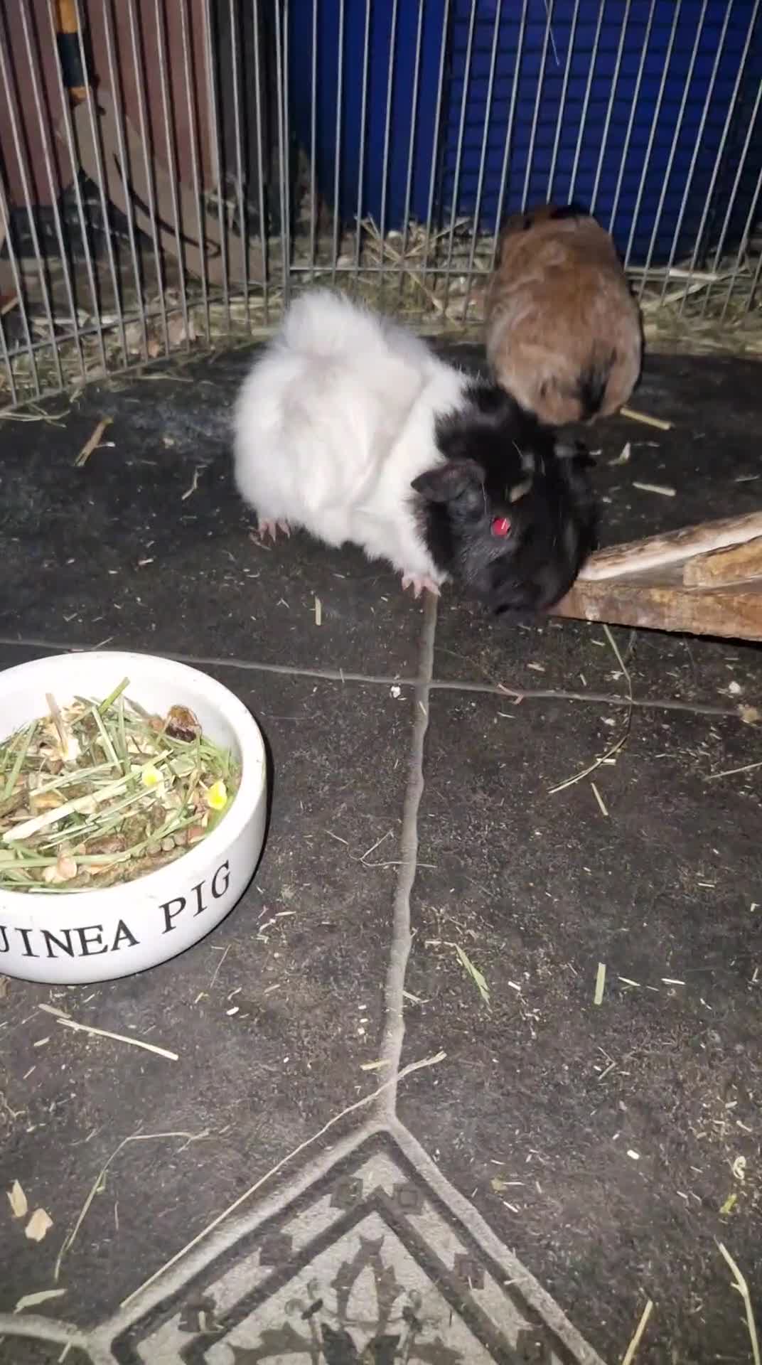 Guinea Pig rodents for sale: Abbymixs female/wont be ready till 29th march 26 - Video 2