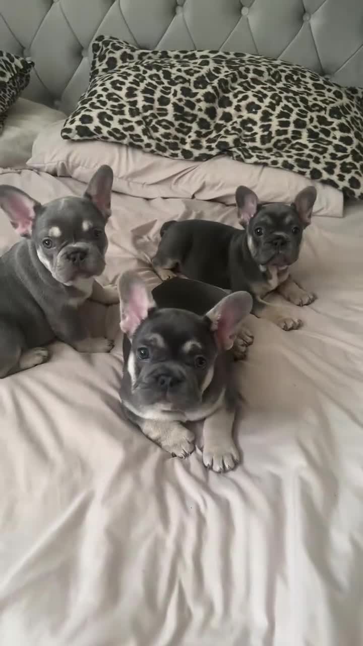 French Bulldog dogs for sale: blue male and female french bulldog puppies - Video 1
