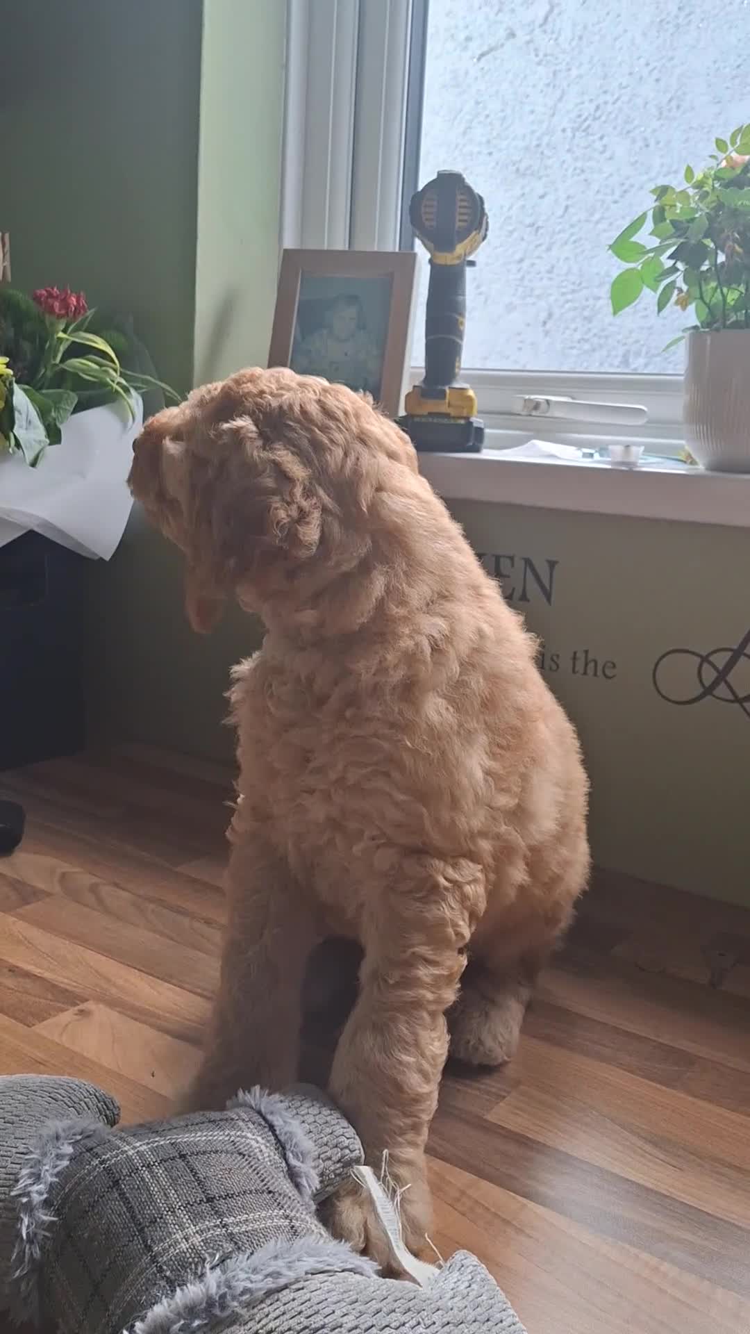 Standard Poodle dogs for sale: Standard poodle male pup apricot  - Video 3