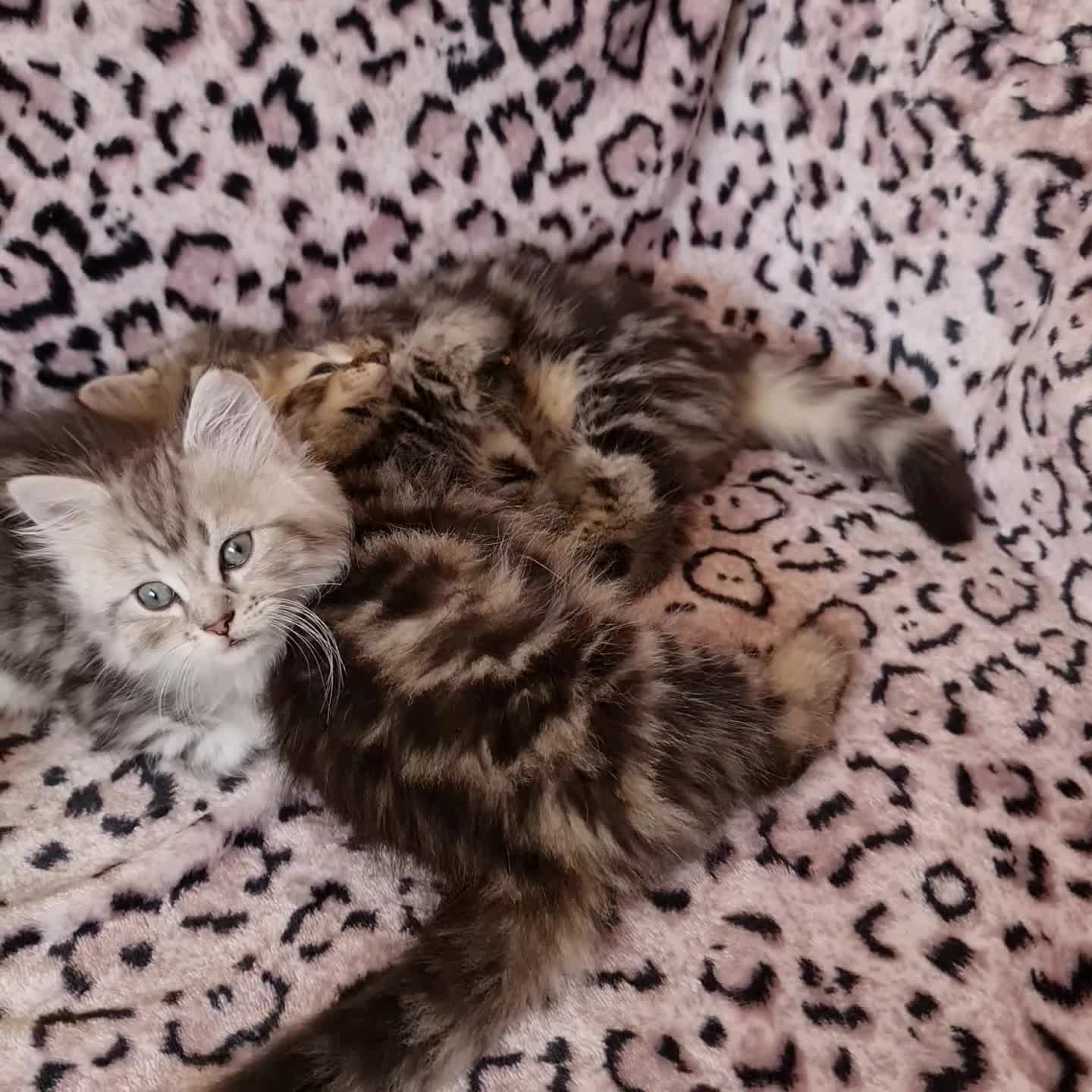 Perdoll cats for sale: Perdoll Kittens only boys - Video 1