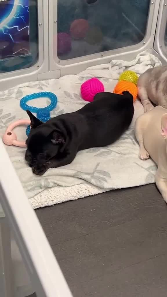 French Bulldog dogs for sale: French bulldogs Fluffy carriers  - Video 2