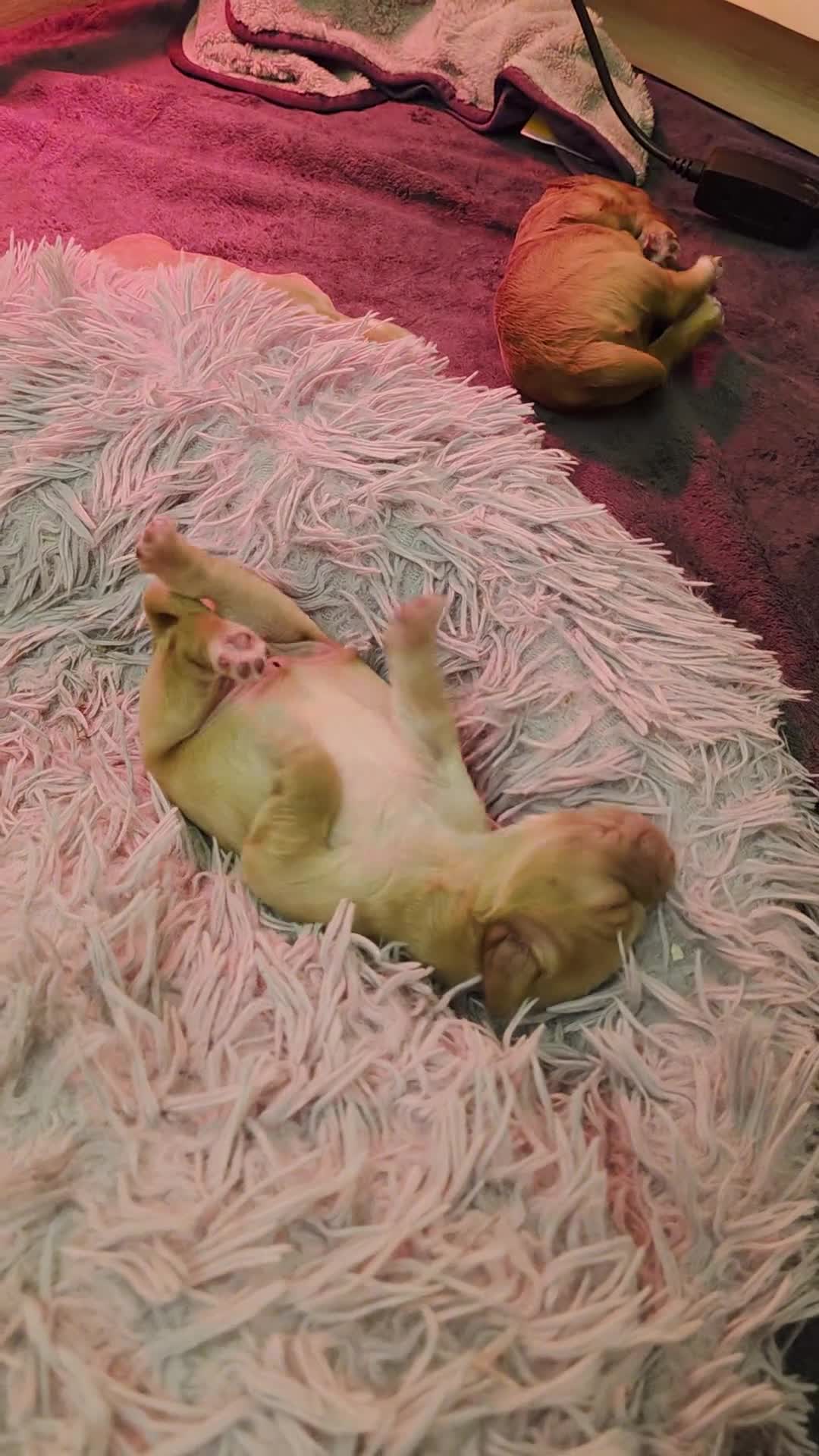 Cocker Spaniel dogs for sale: Cream and ginger cocker spaniels for sale in Wakefield - Video 1