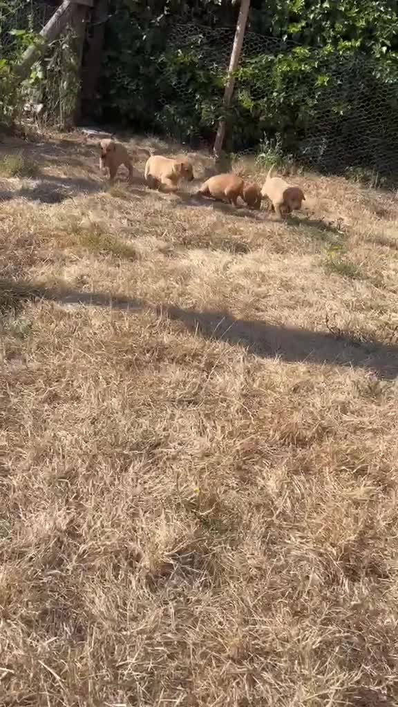 Labrador Retriever dogs for sale: PLAYFUL DEEP FOX RED LITTER, FULLY HEALTH TESTED - Video 2