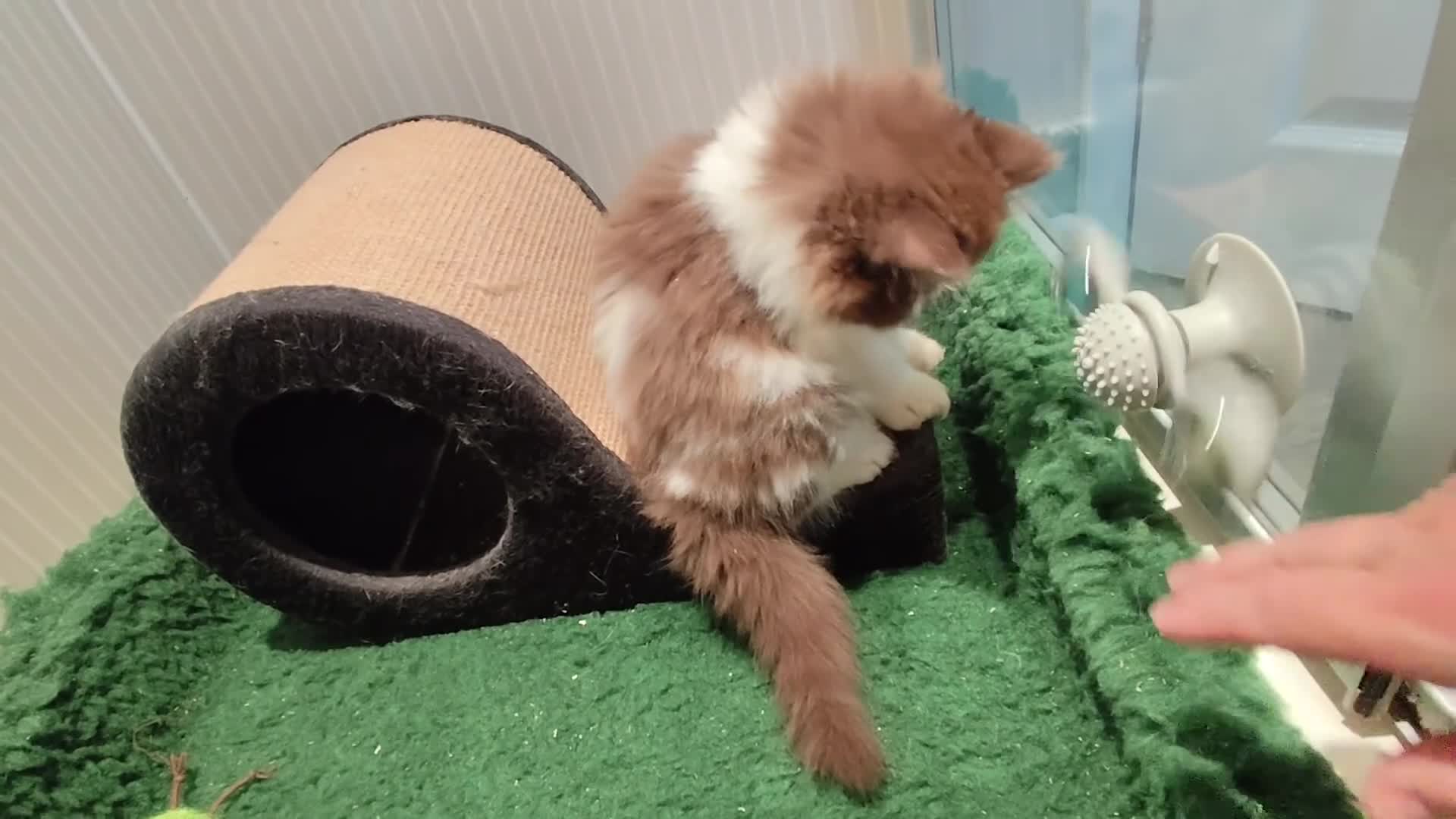 British Shorthair cats for sale: Stunning TICA Registered Lilac Boy - Video 1