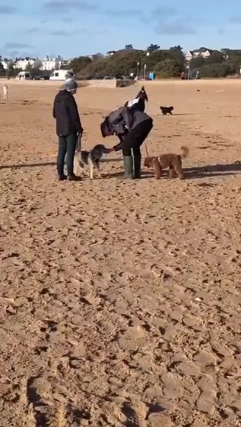 Mixed Breed dogs for adoption: Wilf, 2 yrs approx. Reserved STC. - Video 1