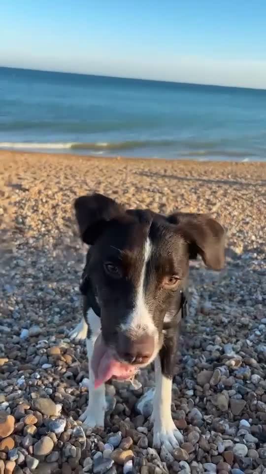 Sprollie dogs for sale: Blaze Sprollie Puppy - Video 1