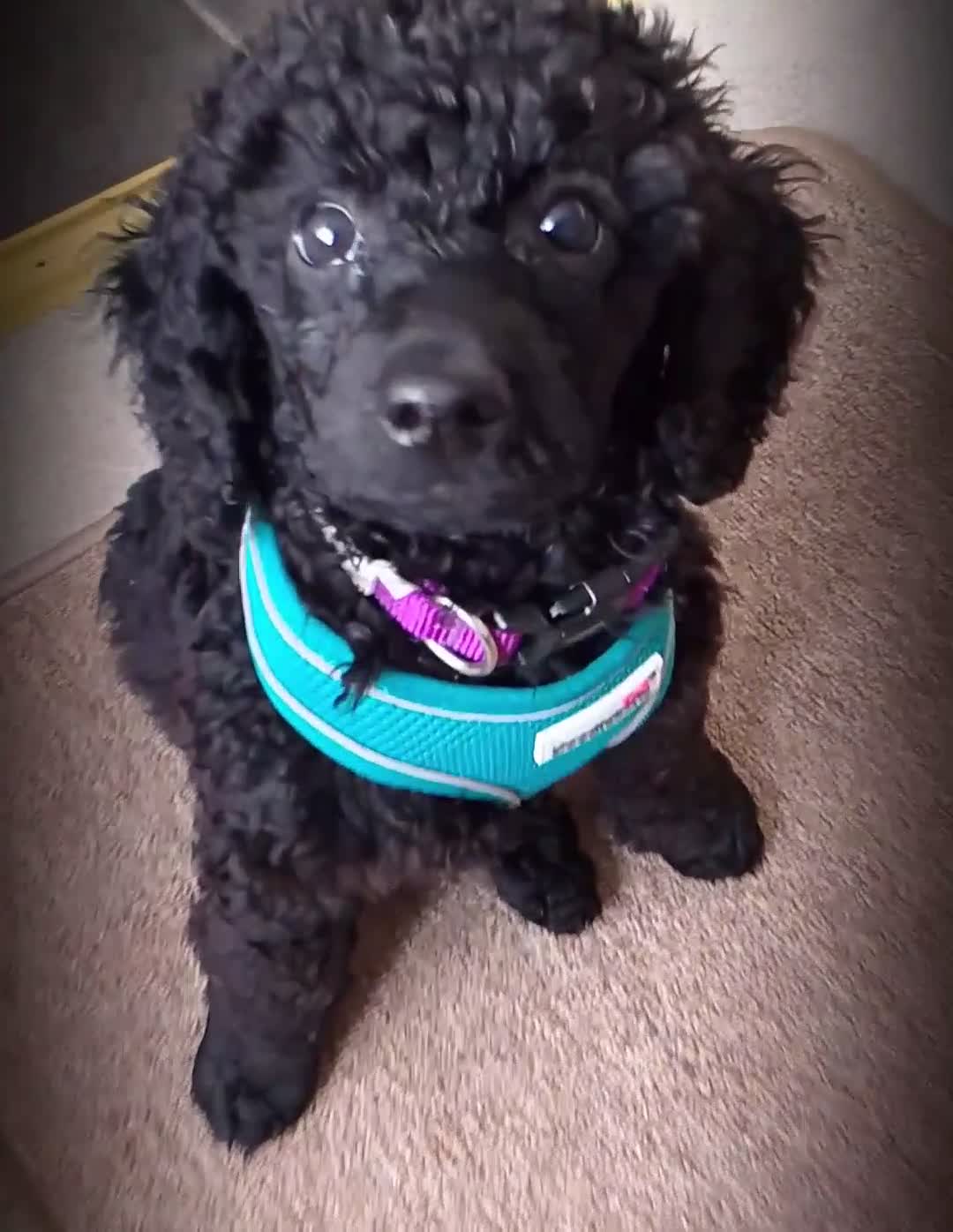 Miniature Poodle dogs for sale: Quality KC Registered Miniature Poodle Female in Perth - Video 1