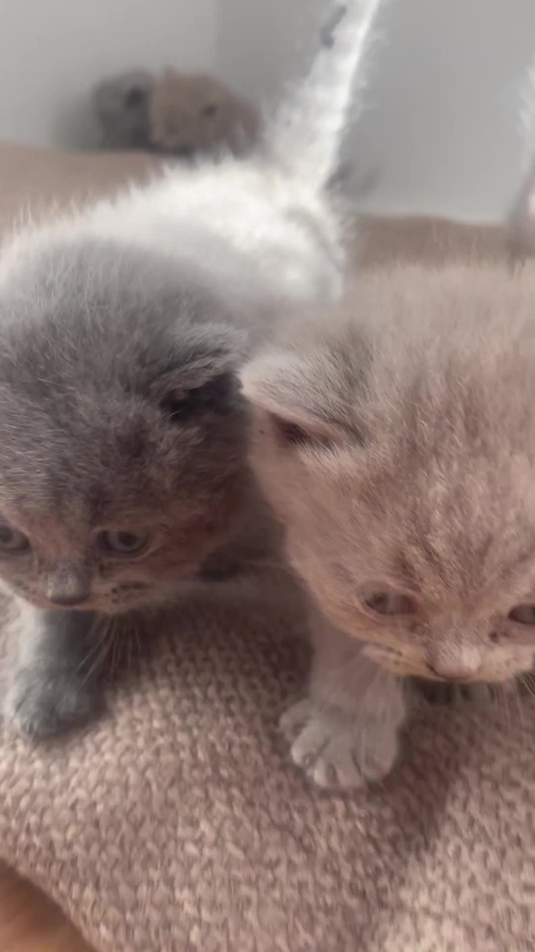 British Shorthair cats for sale: BRITISH SHOR HAIR BLUE - Video 1