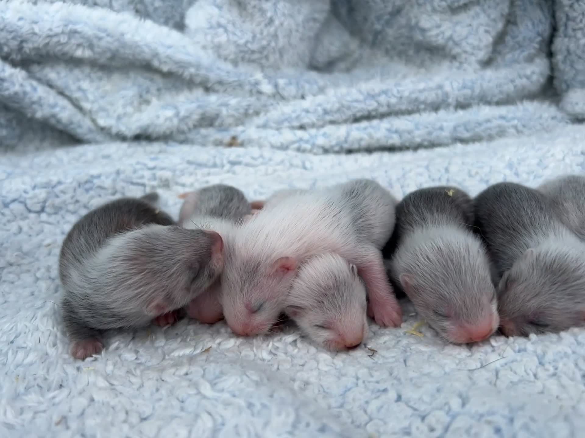 Ferret rodents for sale: Silver/marked semi angora ferrets.Ready in 4/5week - Video 1