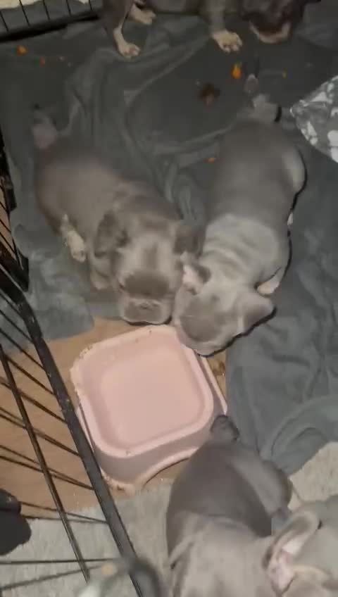 French Bulldog dogs for sale: French bulldogs  - Video 2