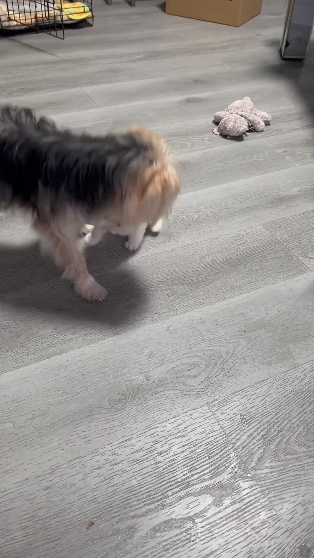 Mixed Breed dogs for sale: Puppies for sale  - Video 1