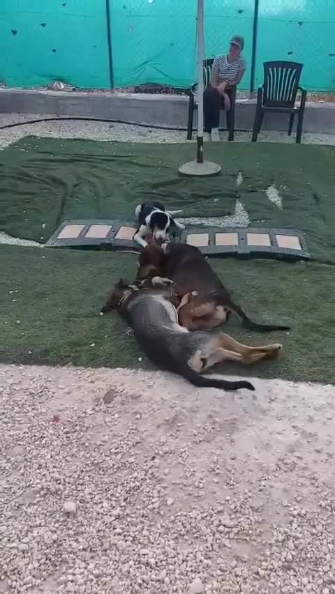 Mixed Breed dogs for adoption: Argos the true gent  - Video 2