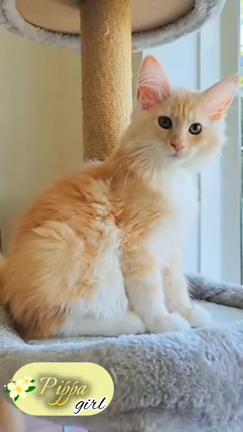 Maine Coon cats for sale: Maine Coon kittens - Video 4
