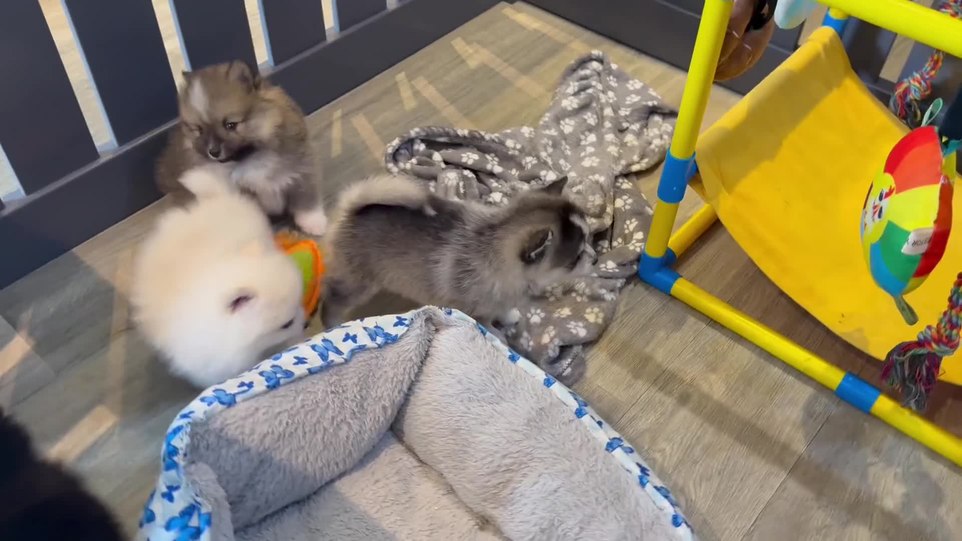 Pomsky dogs for sale: Stunning  **  Pomsky  - Video 2