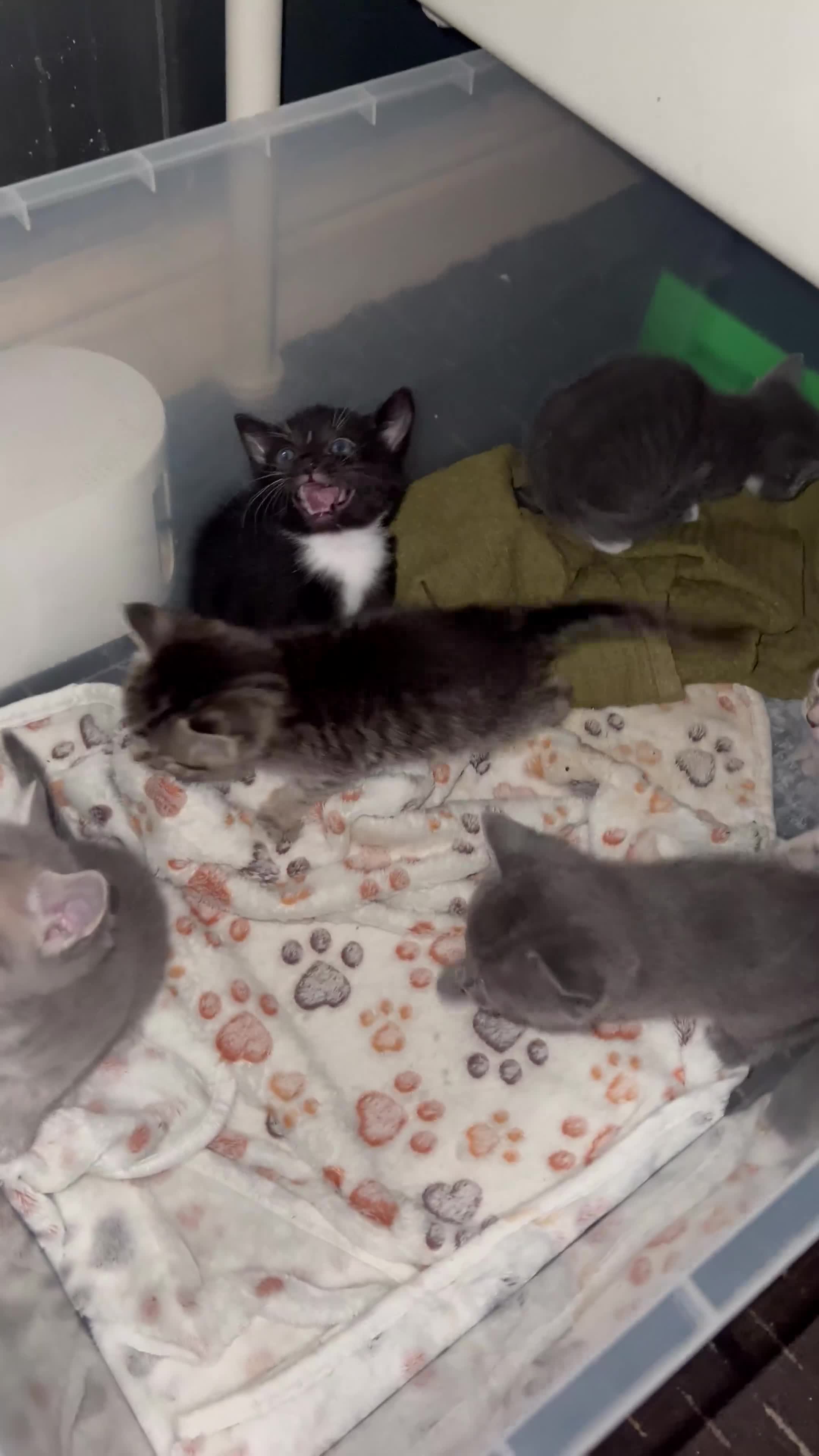 Mixed Breed cats for sale: Mixed breed Kittens for sale  in Watford - Video 1