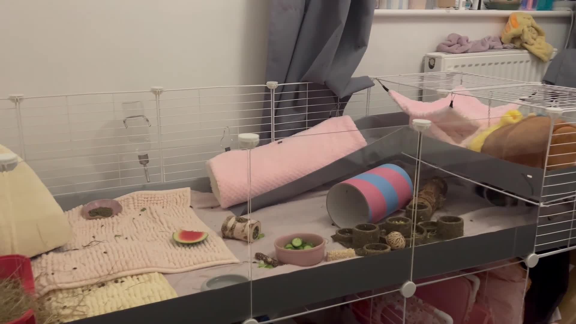 Guinea Pig rodents for sale: Baby guinea pig  - Video 1