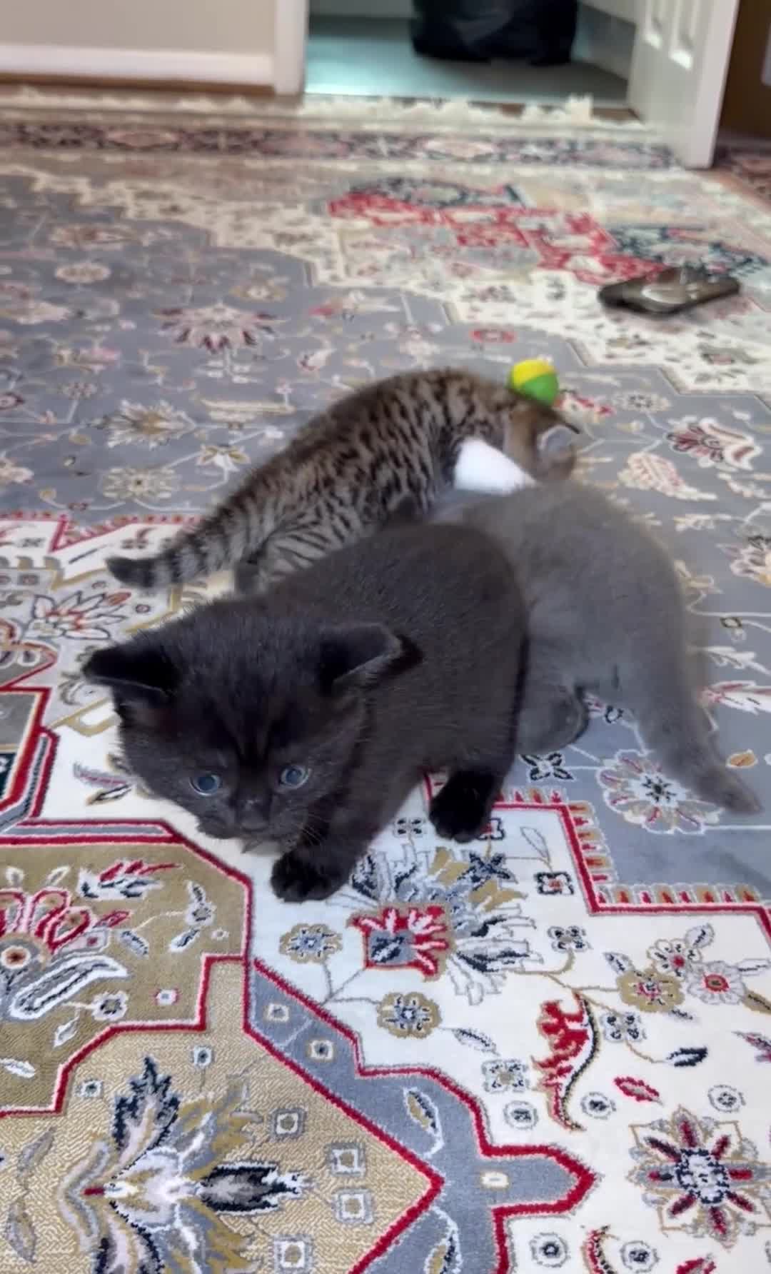 British Shorthair cats for sale: Female Kittens  - Video 1