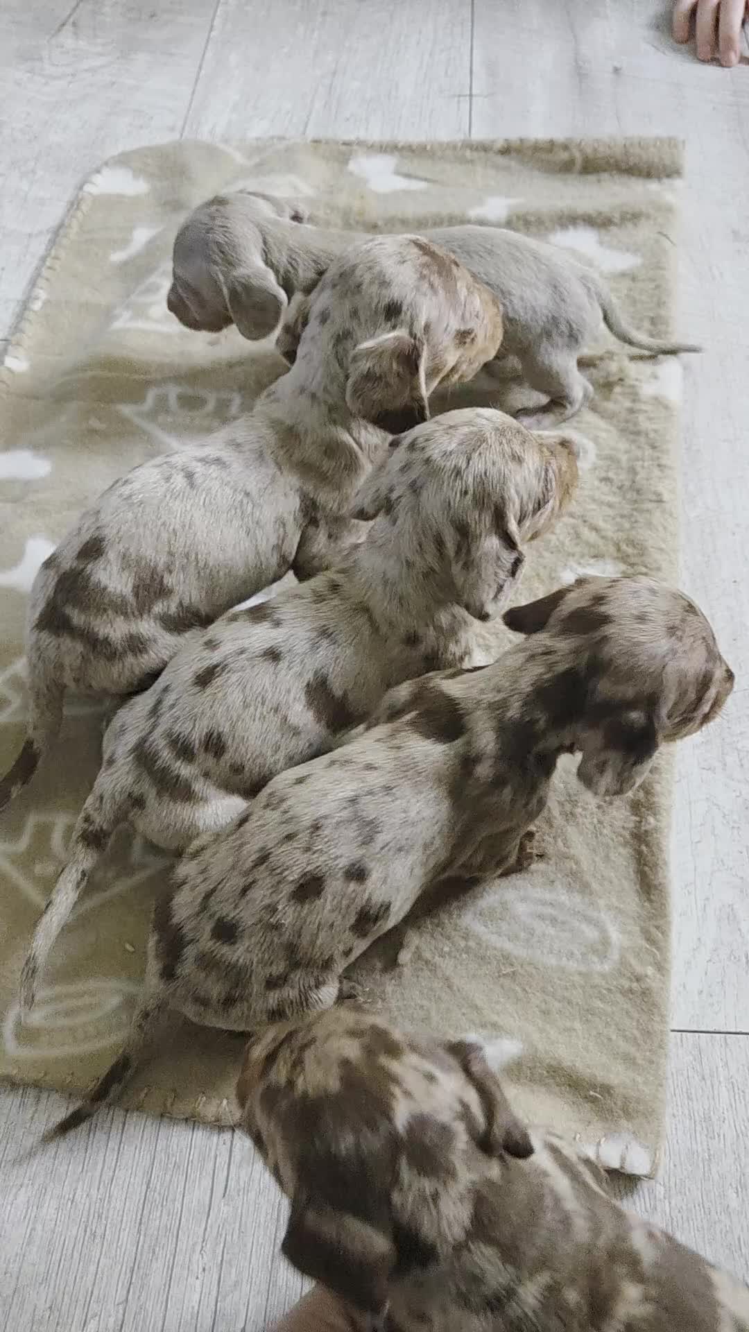 Miniature Dachshund dogs for sale: Ready to go 3/12/25 - stunning coloured Dachsunds - Video 1