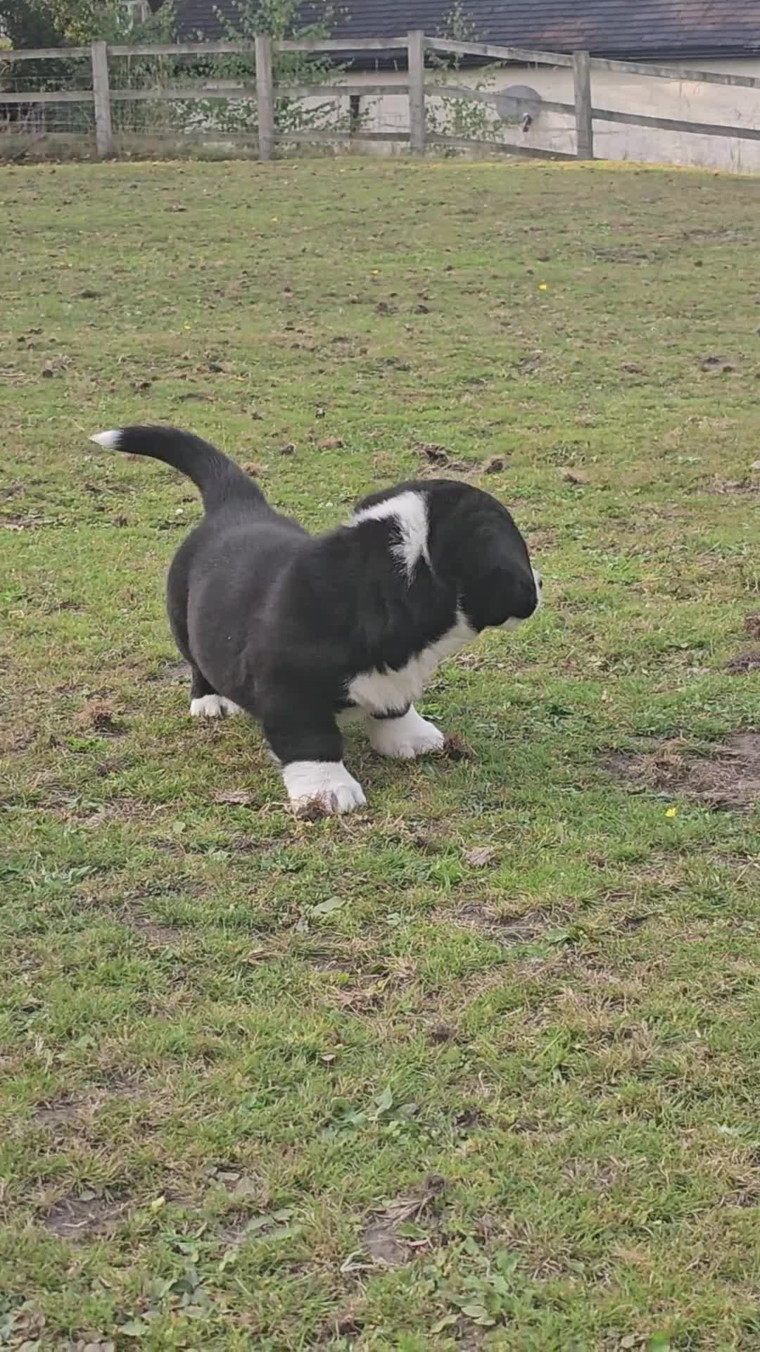 Welsh Corgi Cardigan dogs for sale: WELSH CARDIGAN CORGI PUPS  - Video 1