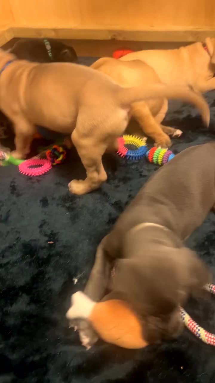 Great Dane dogs for sale: Great Dane puppy’s  - Video 1