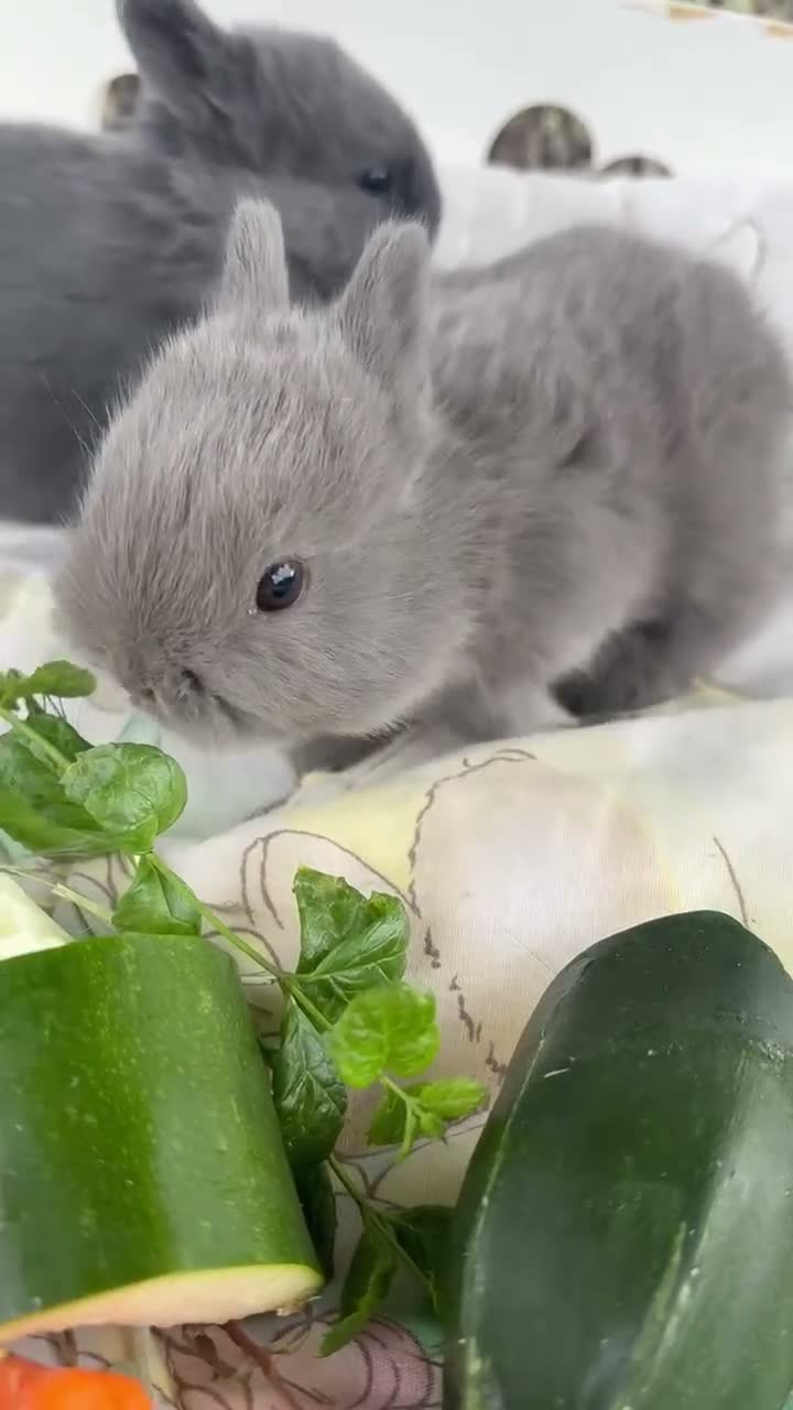 Netherland Dwarf rabbits for sale: Sweet blue Netherland Dwarf bunnies  - Video 1