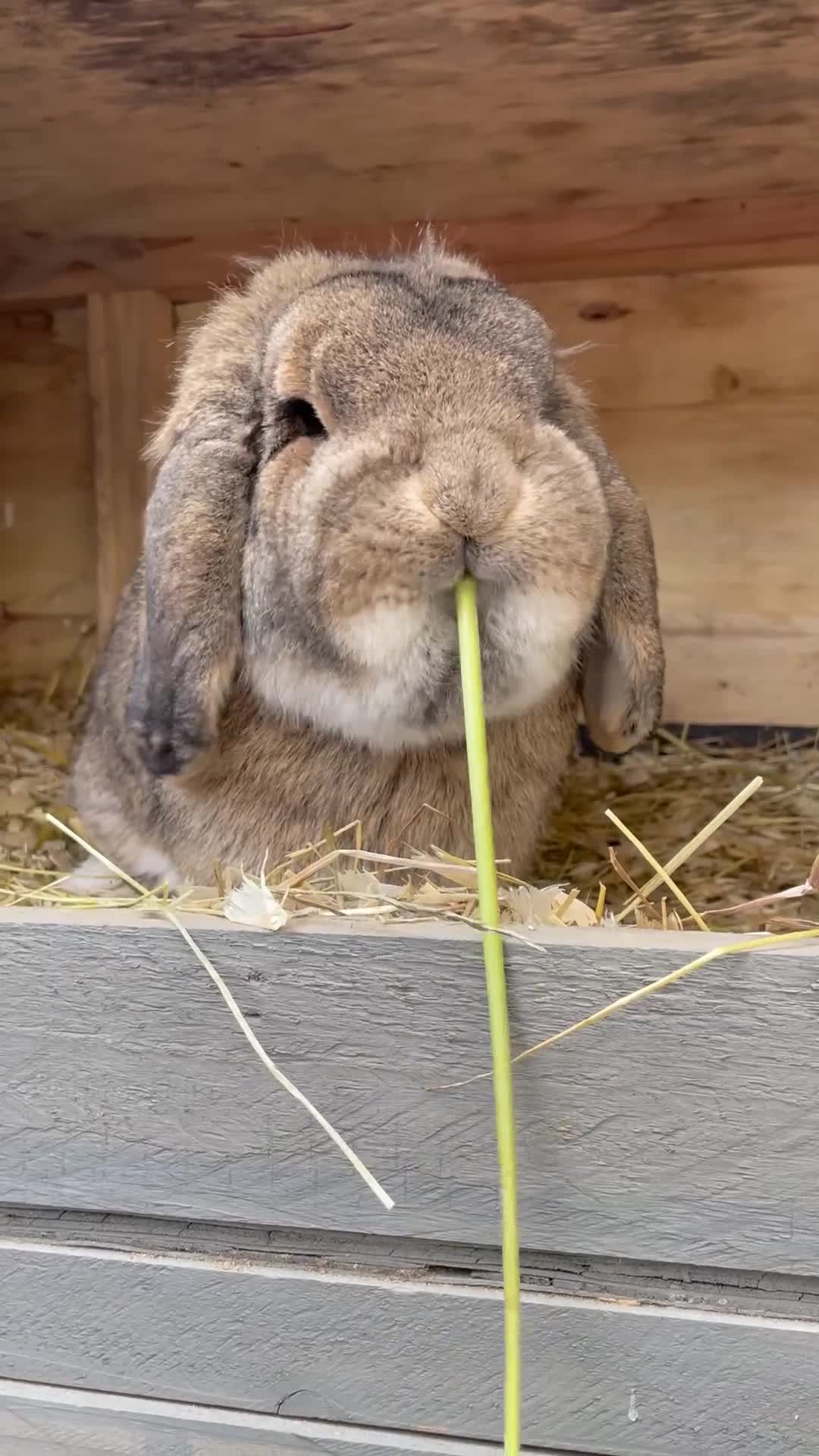 German Lop rabbits for sale: 4 x German lop babies (PET homes!) in Cramlington - Video 1