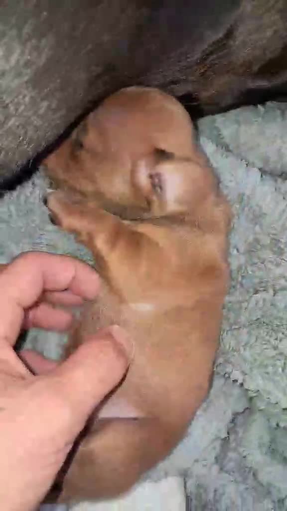 Miniature Dachshund dogs for sale: Miniature dashound  in Neath - Video 1