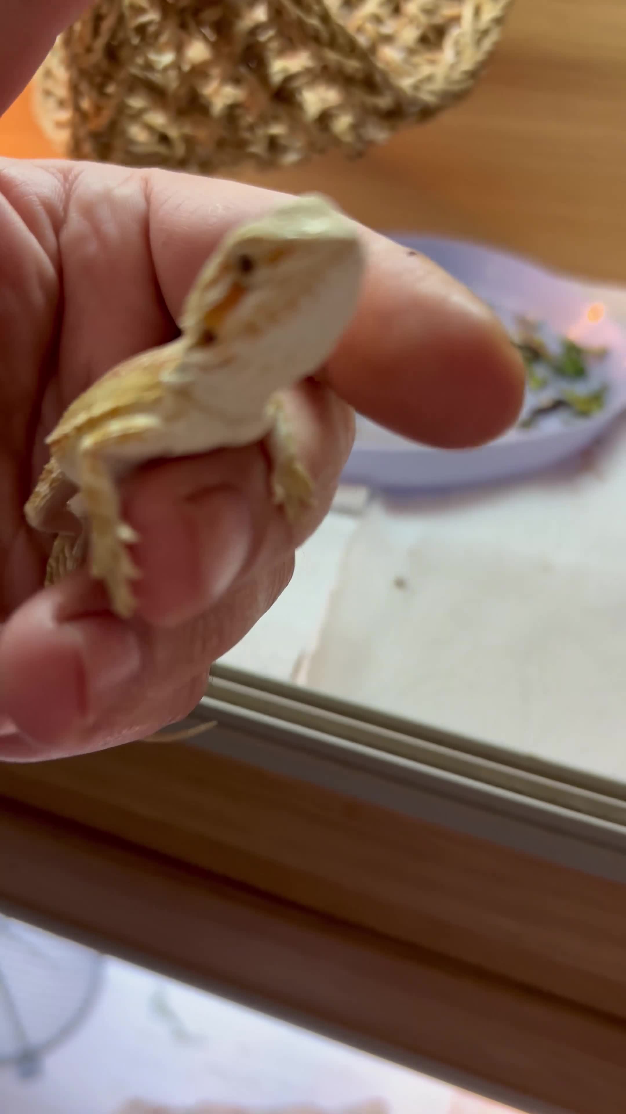 Bearded Dragon reptiles for sale: Super friendly baby bearded dragons - Video 1