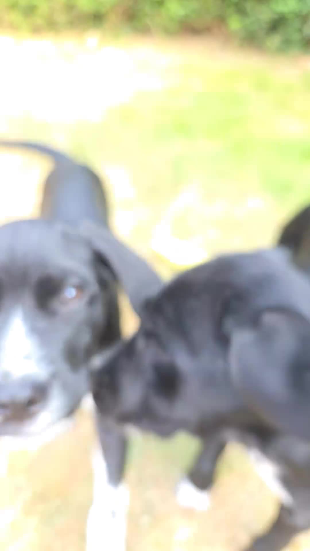 Mixed Breed dogs for sale: Friendly, sociable cane corso x dalmatian puppies in Newbury - Video 2