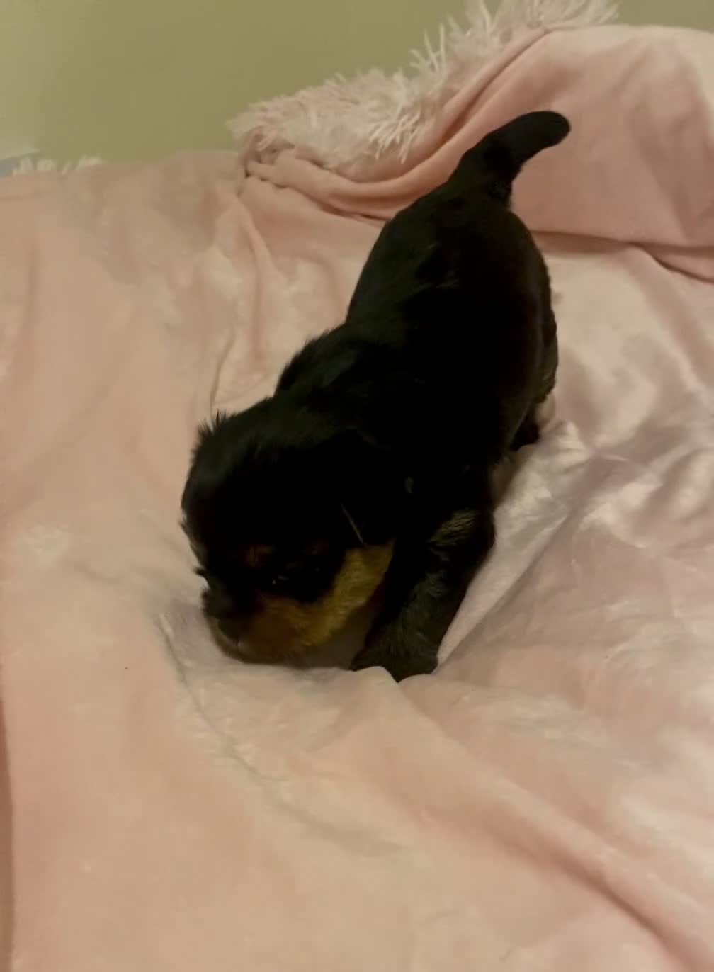 Yorkshire Terrier dogs for sale: Pumpkin really Yorkshire - Video 1