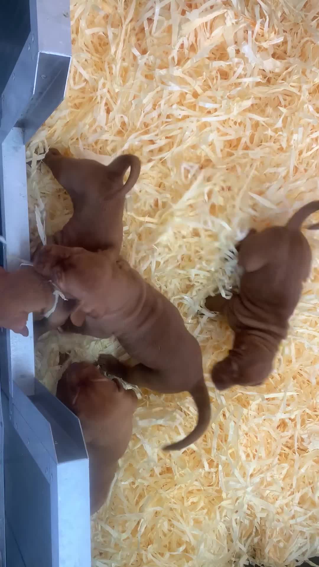 Hungarian Vizsla dogs for sale: Kc reg Hungarian Vizslas - Video 2