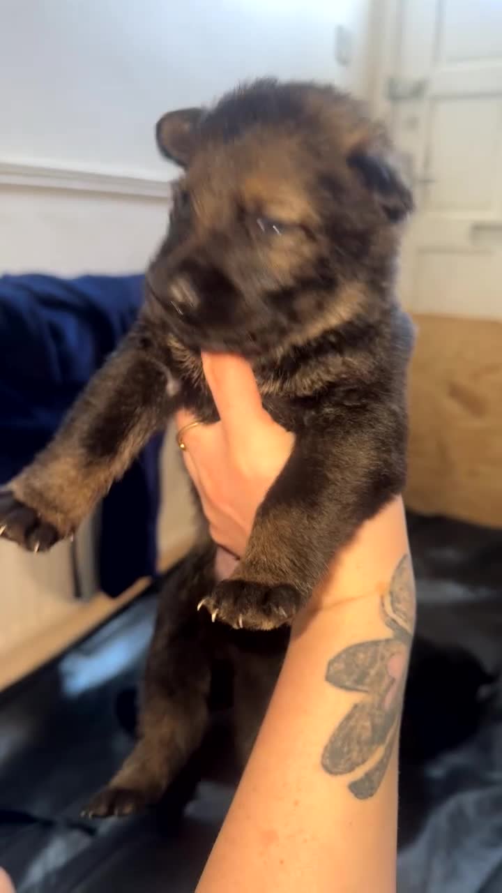 German Shepherd dogs for sale: 9 German shepherd puppies - Video 4