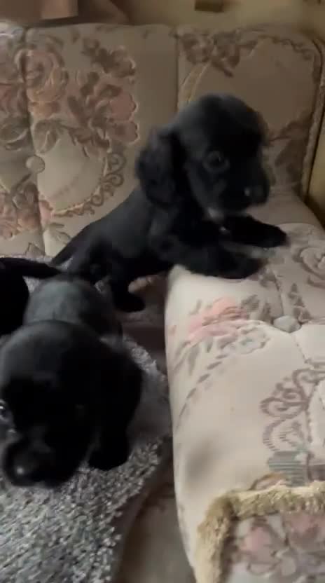 Cocker Spaniel dogs for sale: 8 Beautiful Cavalier X Cocker Spaniel Puppies - Video 1