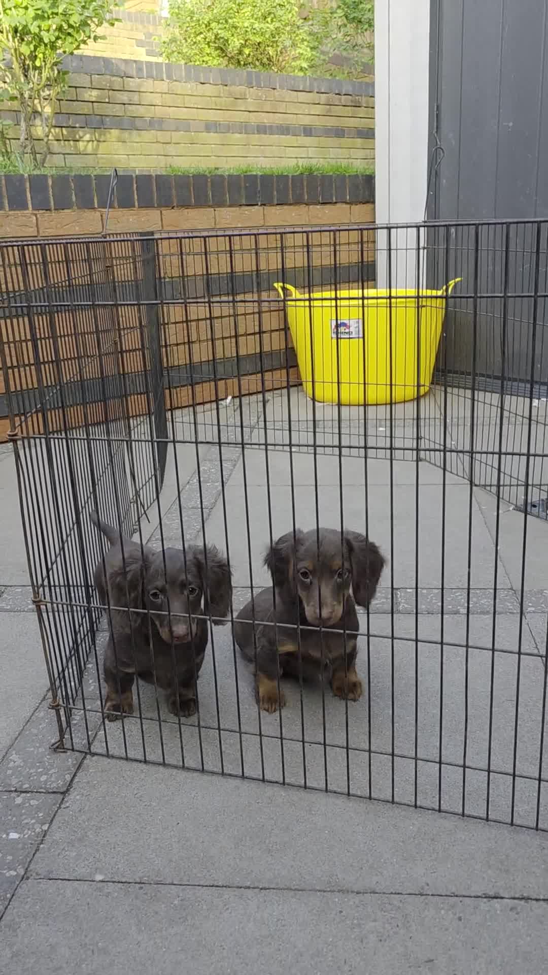 Miniature Dachshund dogs for sale: LAST BOY LOW PRICE. LONG HAIR/COAT MINI DACHSHUND - Video 1