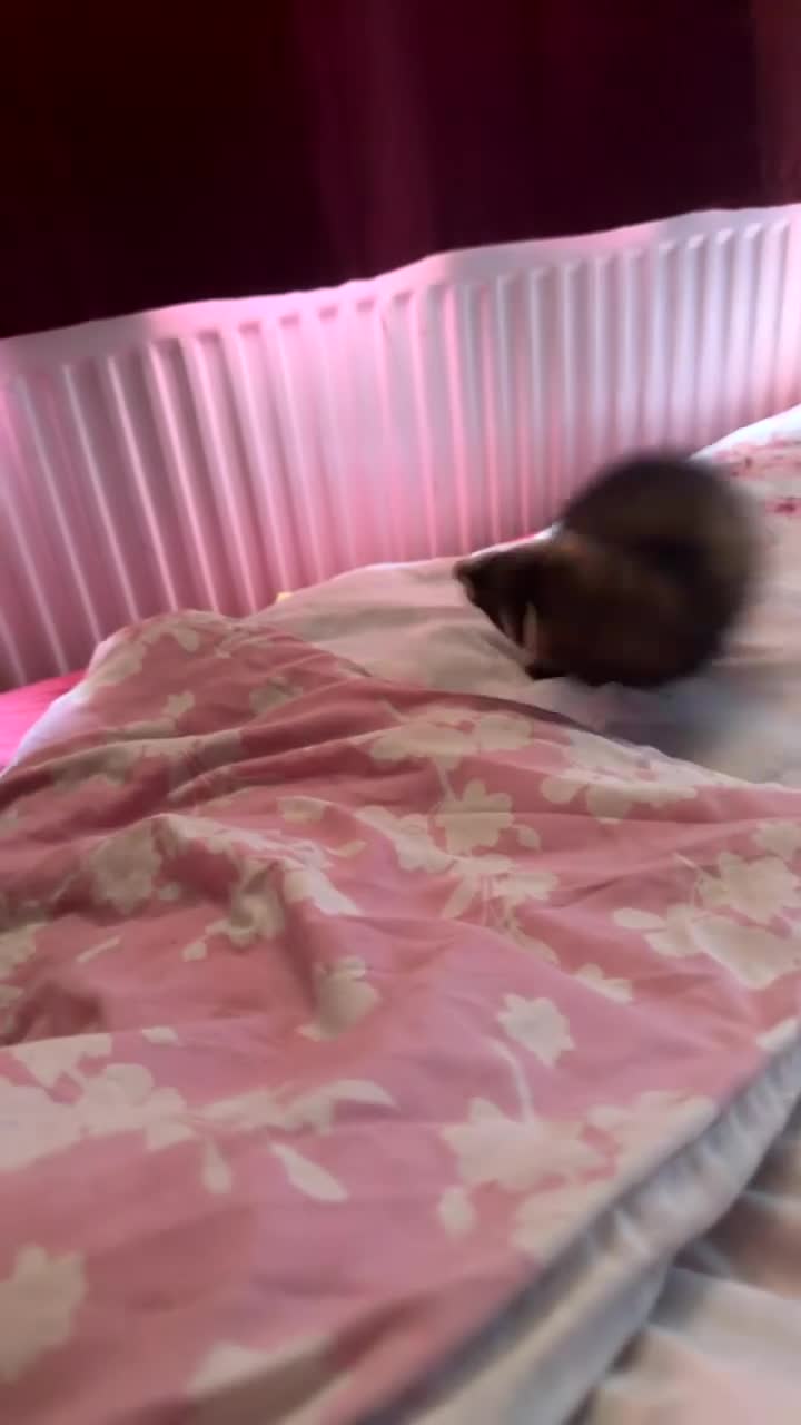 Ferret rodents for sale: 9-Week-Old Ferret Kits for Sale - collection only - Video 1