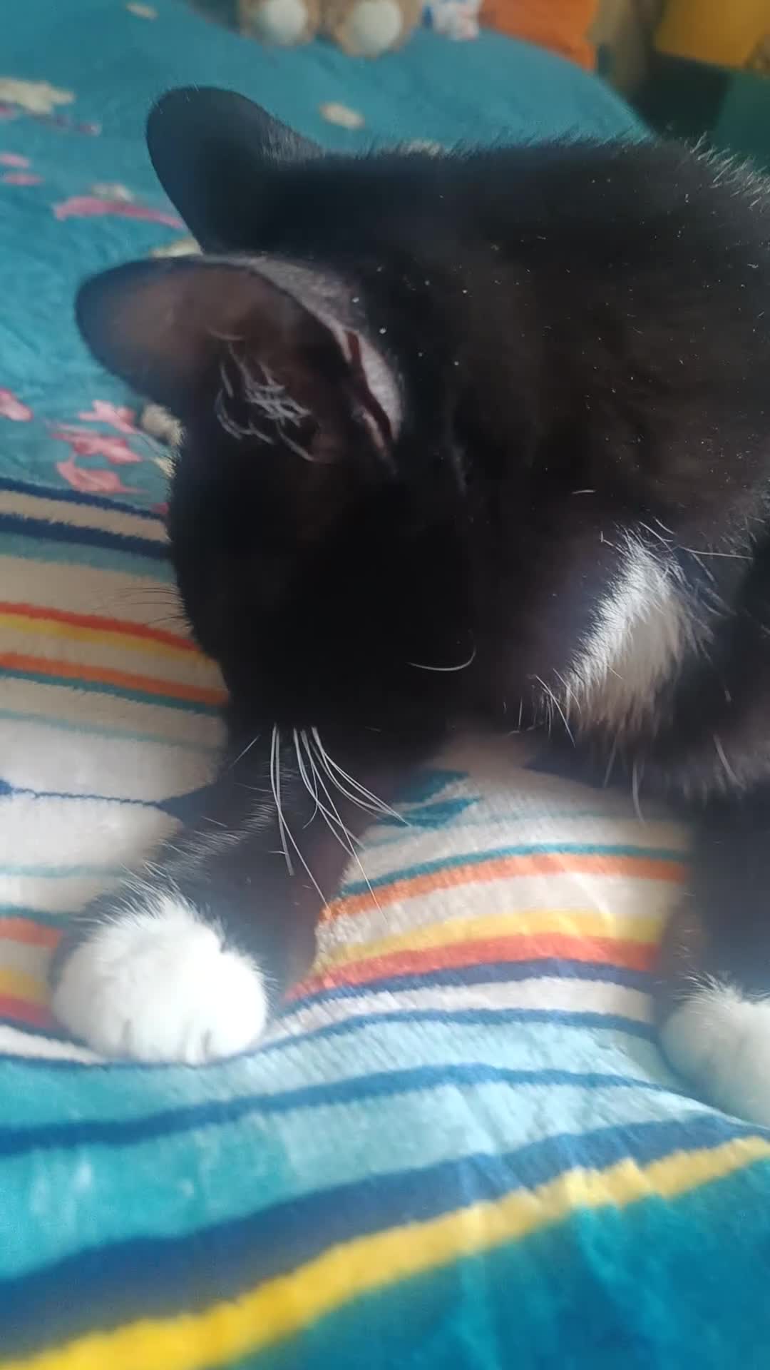 Mixed Breed cats for sale: 🐱 Lovely Female Cat Looking for a New Home in Borehamwood - Video 1