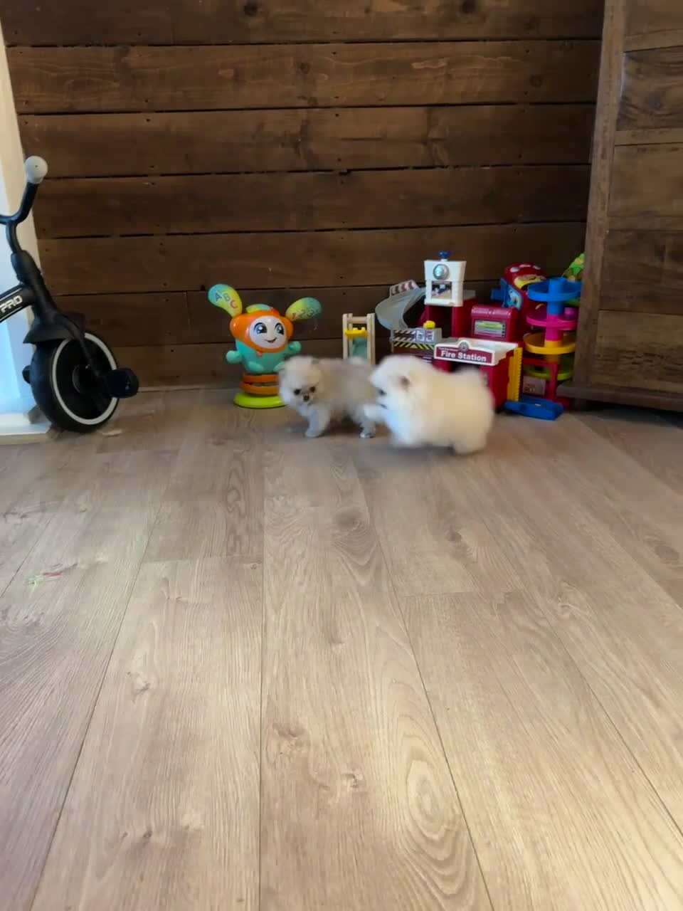 Pomeranian dogs for sale: Bridgerton KC Teddy Bear Faced Pomeranians - Video 2