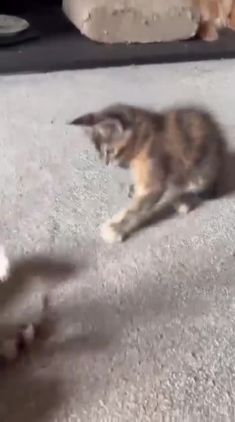 Maine Coon cats for sale: TICA Registered pedigree Maine Coon kittens - Video 2